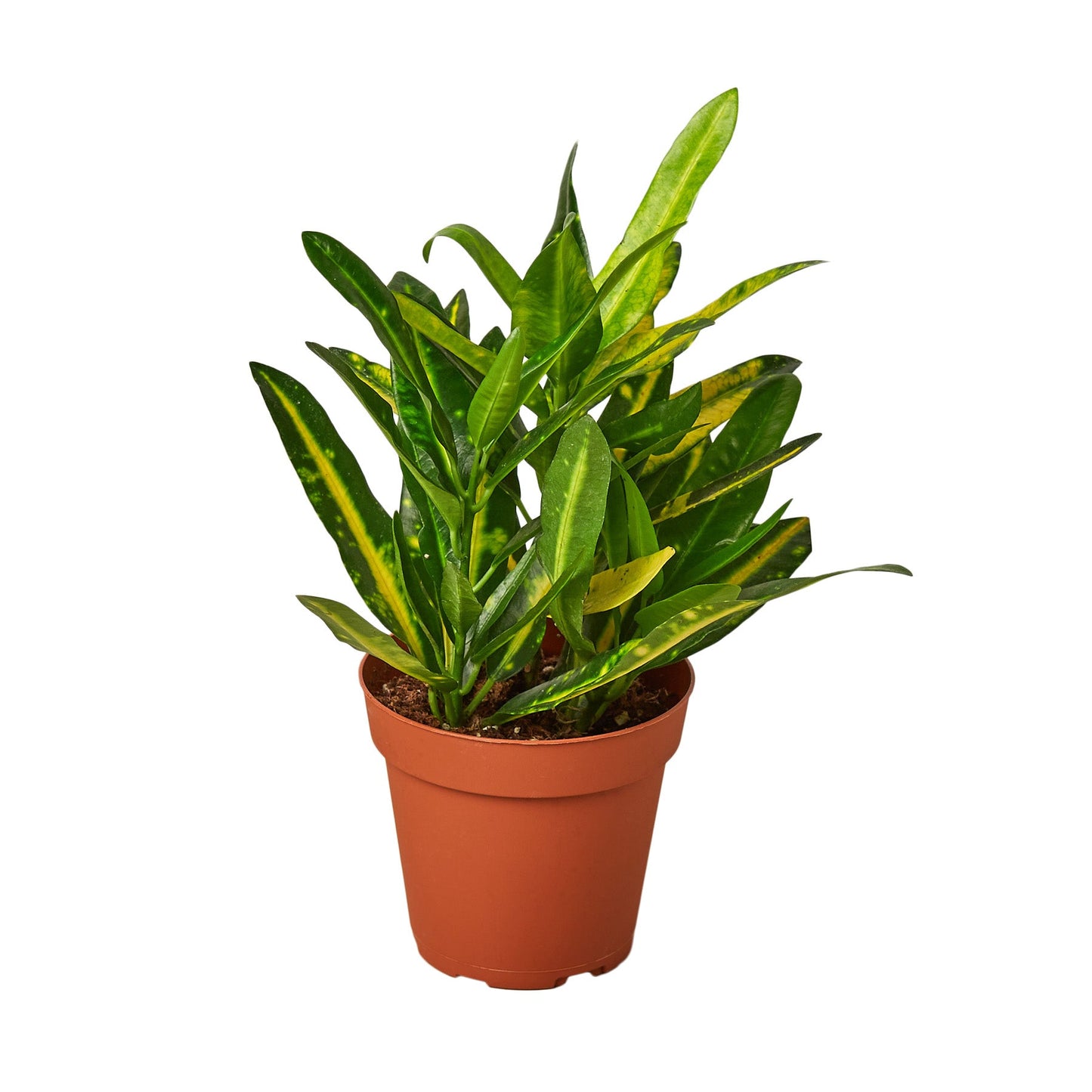 Croton Sunny Star Live Houseplant