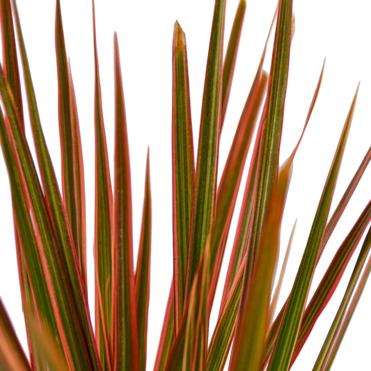 Dracaena Colorama Live Plant – 6 Inch Pot