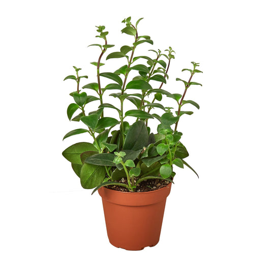 Lipstick Plant Live Houseplant – 4 Inch Pot