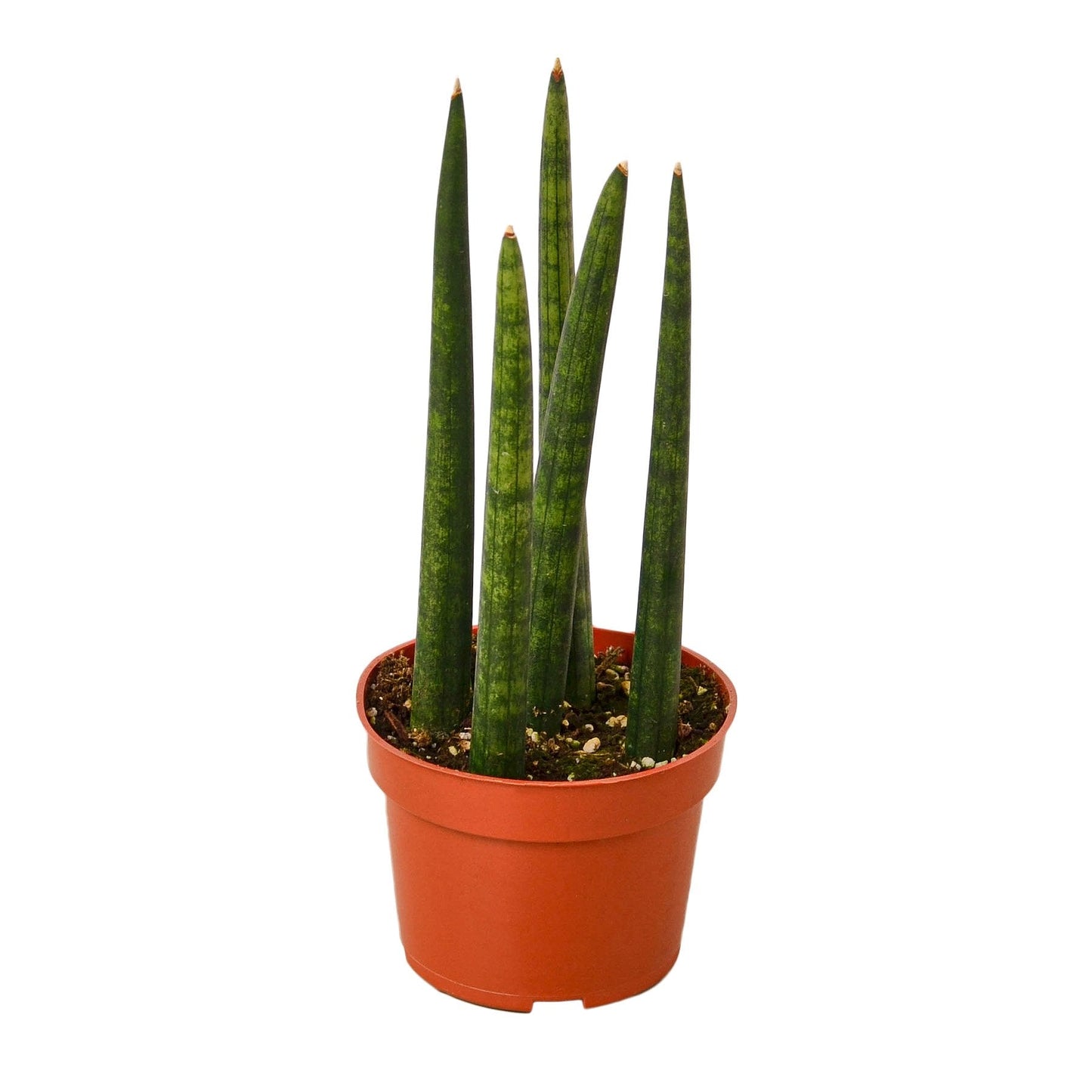 Cylindrica Snake Plant Live Houseplant – 4 Inch Pot