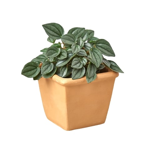 1 Pre-Potted Mystery Plant Monthly Subscription Box