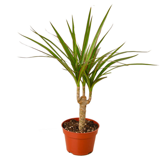 Dracaena Marginata Cane Live Plant – 4 Inch Pot