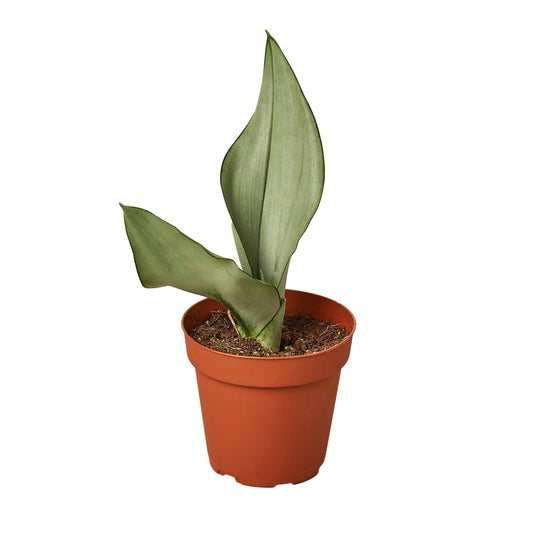 Moonshine Snake Plant Live Houseplant – 4 Inch Pot