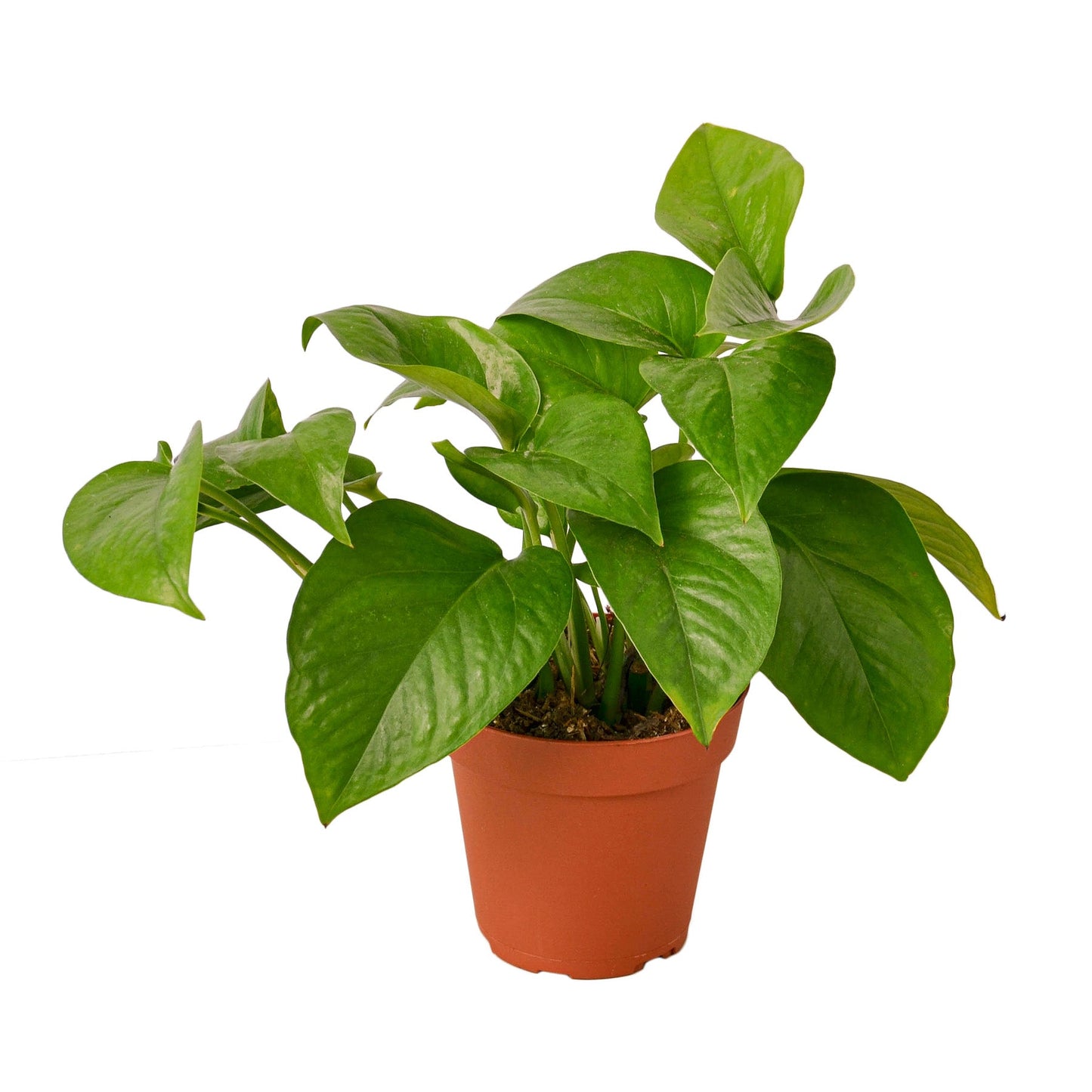 Green Queen Pothos Live Houseplant