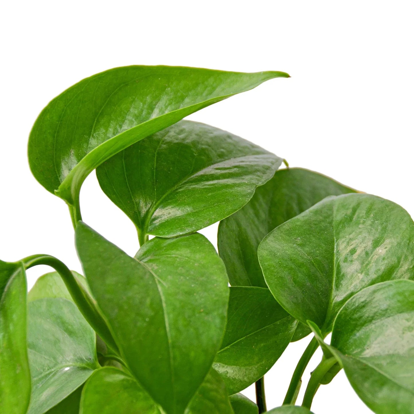 Green Queen Pothos Live Houseplant