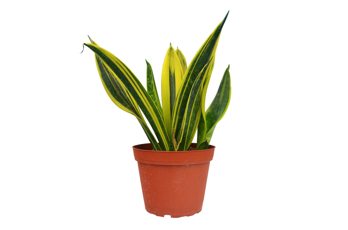 Gold Flame Snake Plant Live Houseplant