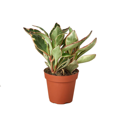 Peperomia Ginny Live Houseplant