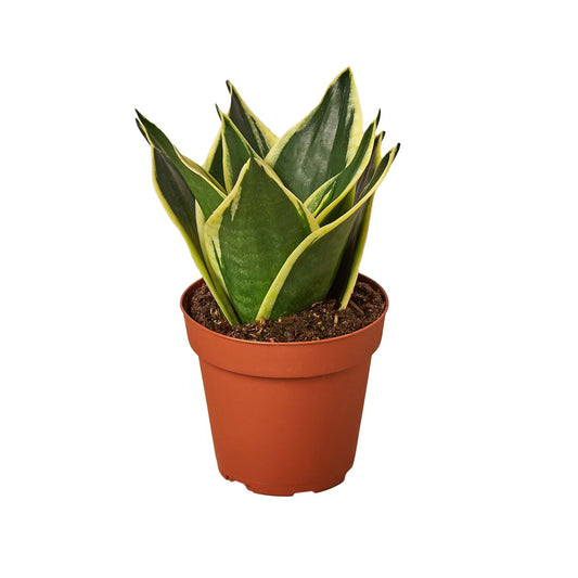 Black Gold Snake Plant Live Houseplant – 4 Inch Pot