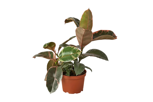 Ficus Elastica Ruby Pink Live Plant – 4 Inch Pot