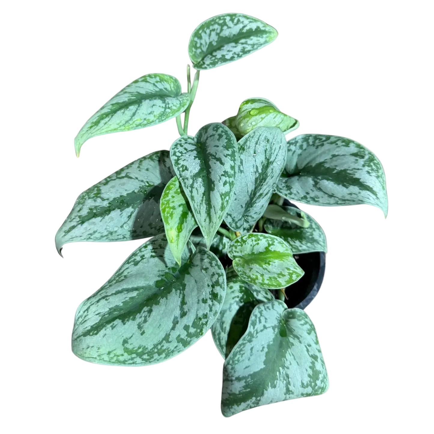 Scindapsus Pictus Exotica Live Plant – 6 Inch Pot