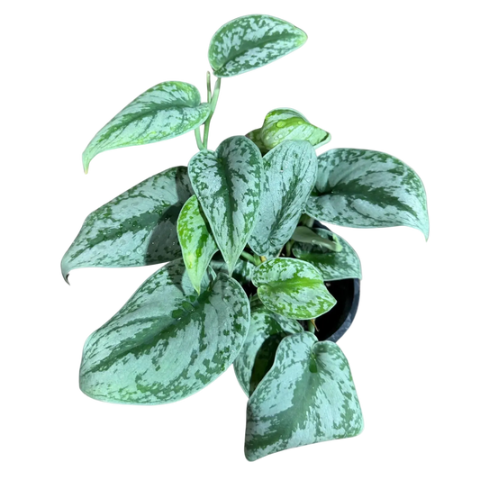 Scindapsus Pictus Exotica Live Plant – 6 Inch Pot