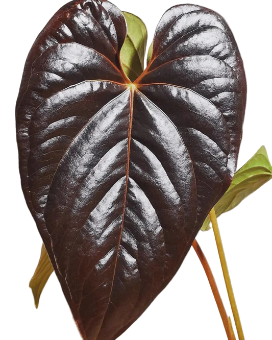 Anthurium Queen of Hearts Live Plant – 4 Inch Pot