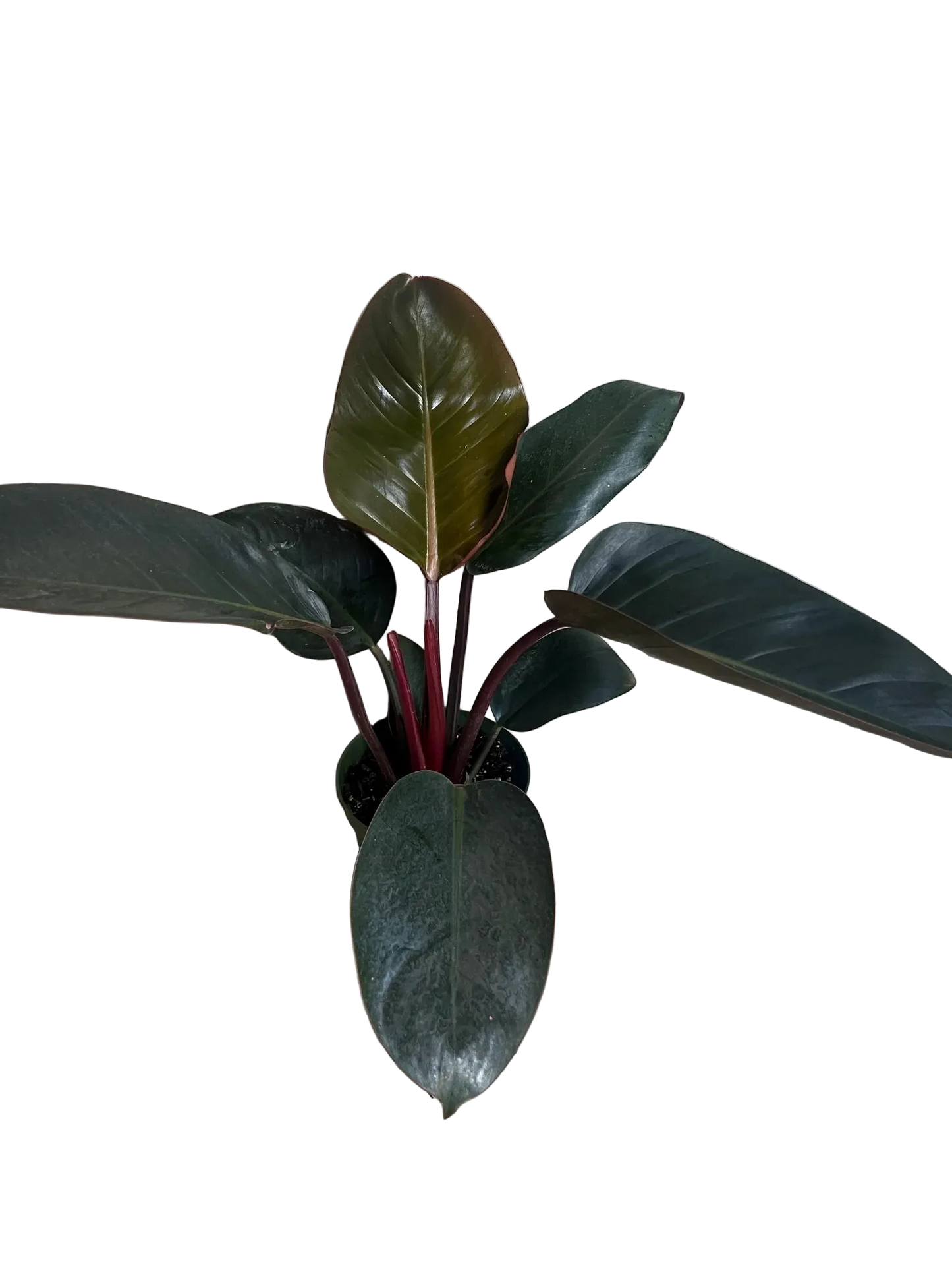 Congo Rojo Philodendron Live Houseplant – 6 Inch Pot