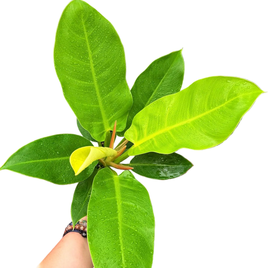 Moonlight Philodendron Live Houseplant – 6 Inch Pot