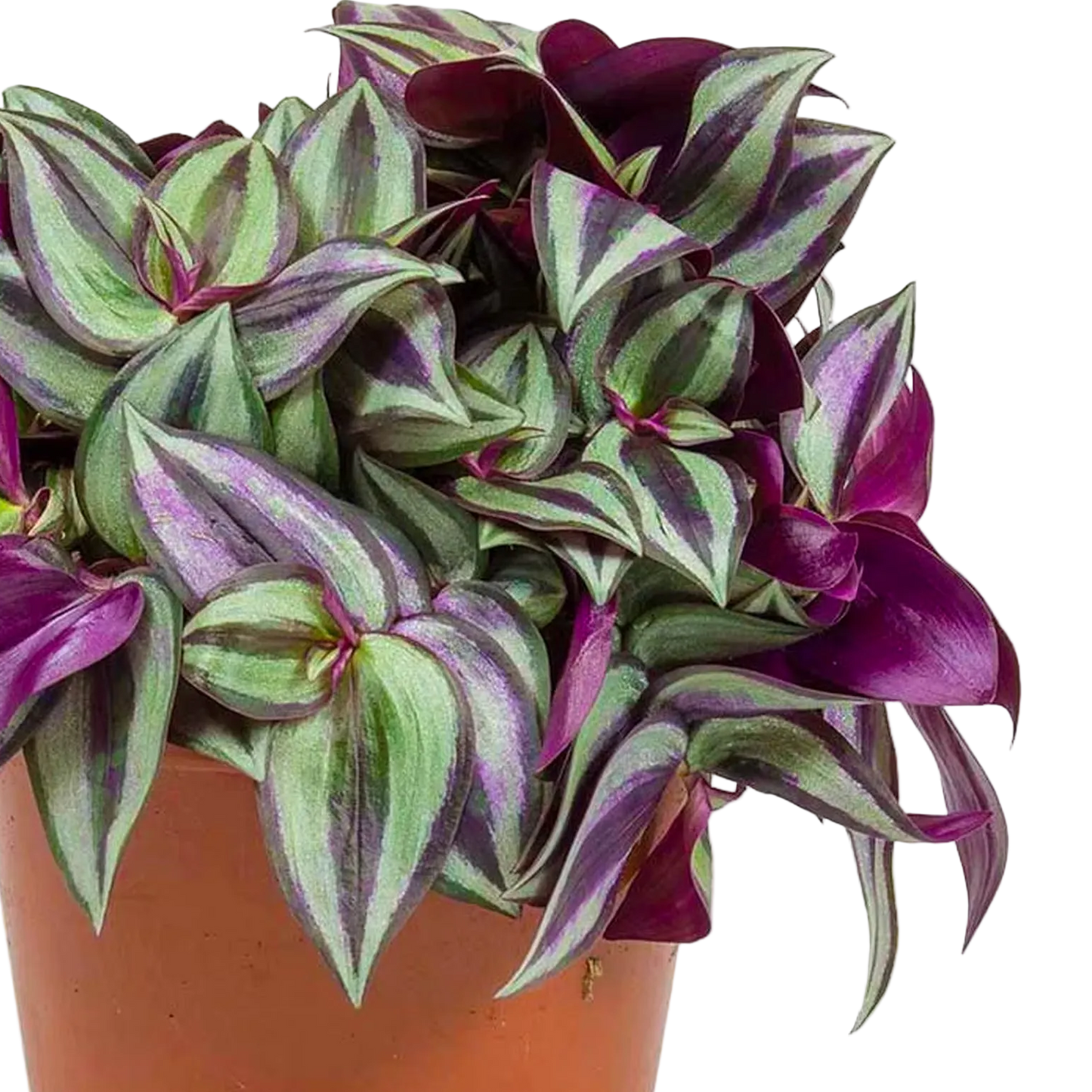 Tradescantia Zebrina Live Houseplant