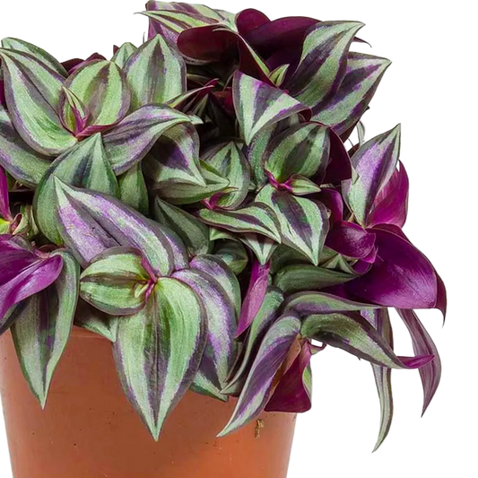 Tradescantia Zebrina Live Houseplant