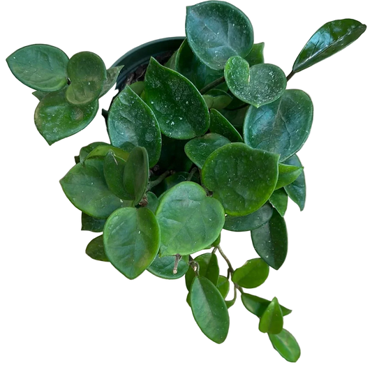 Hoya Carnosa Chelsea Live Plant – 6 Inch Pot