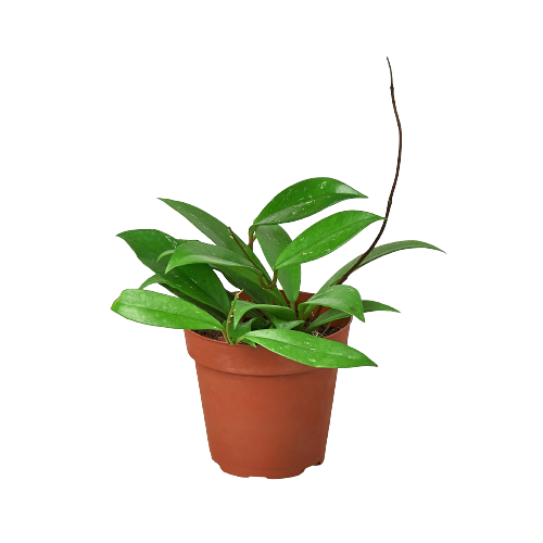 Hoya Publicalyx Live Trailing Plant – 4 Inch Pot