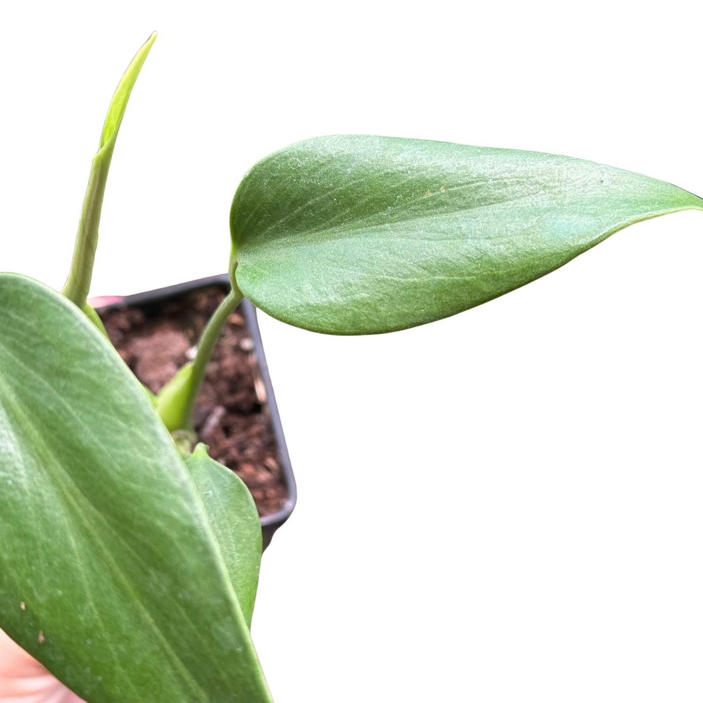 Monstera Burle Marx Flame Live Tropical Plant