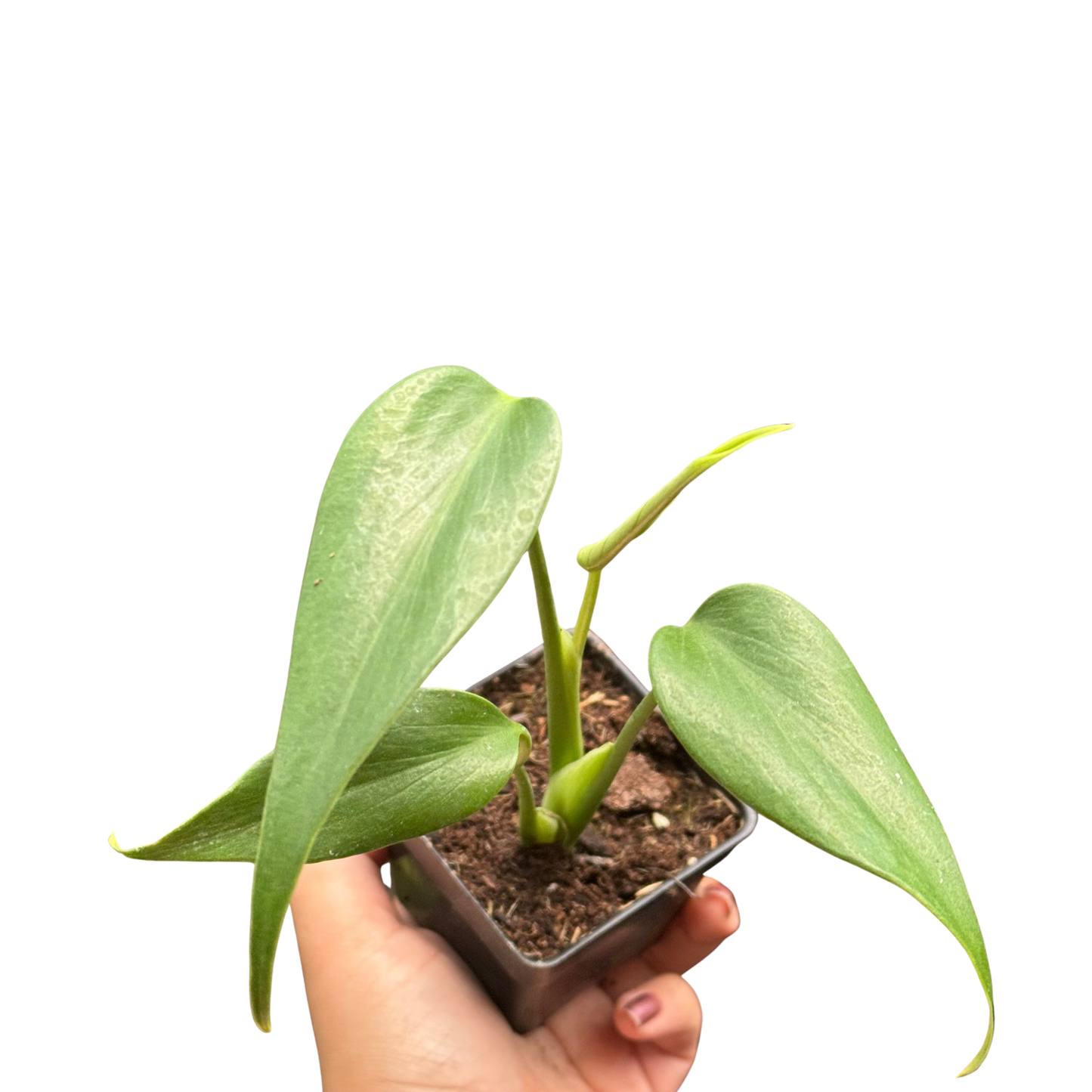 Monstera Burle Marx Flame Live Tropical Plant