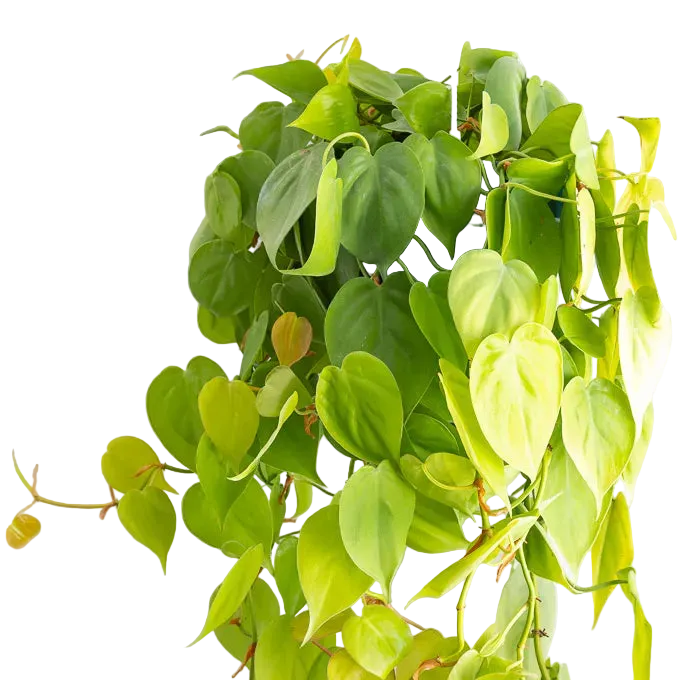 Neon Heartleaf Philodendron Live Plant – 6 Inch Pot