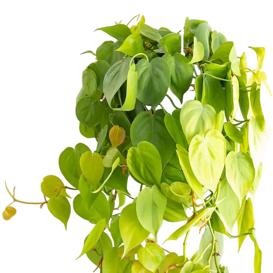 Neon Heartleaf Philodendron Live Plant – 6 Inch Pot