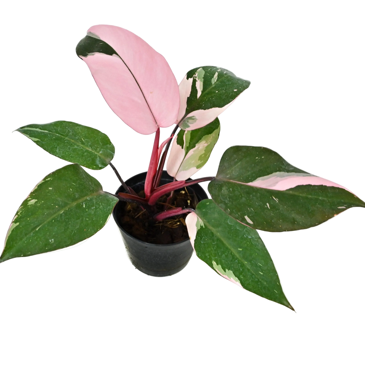 Pink Princess Philodendron Live Houseplant