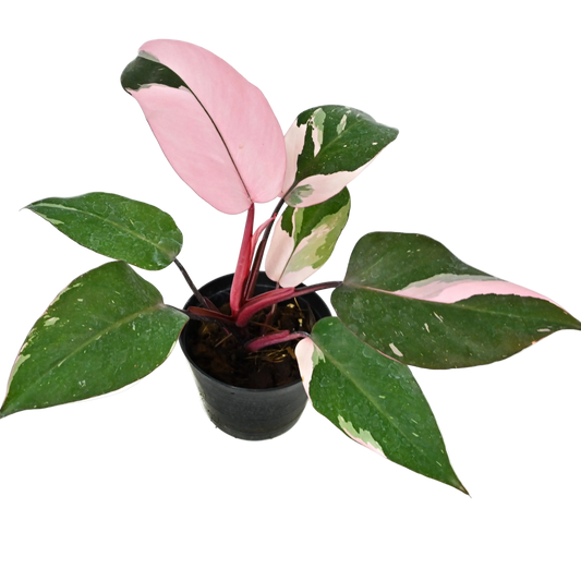 Pink Princess Philodendron Live Houseplant