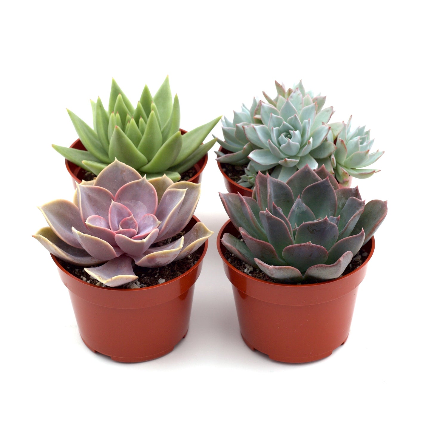 Succulent Live Plant Bundle – Set of 4 Houseplants