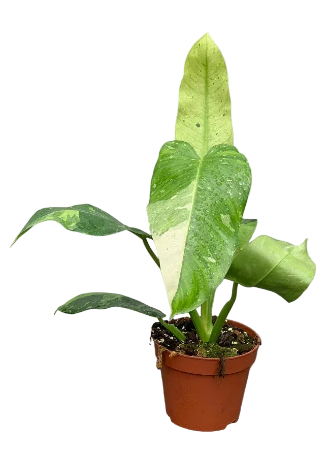 Jose Buono Variegated Philodendron Live Plant
